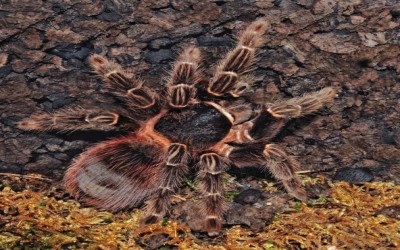 LASIODORA KLUGI SLING TARANTULA
